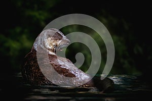 Neotropical River Otter