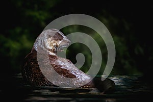 Neotropical River Otter photo