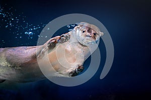 Neotropical River Otter Diving underwater photo