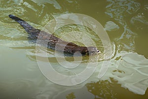 Neotropical River Otter Swimming photo