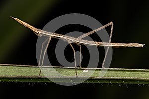 Neotropical Stick Grasshopper