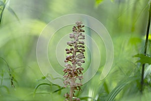 Neottia nidus-avis or bird`s-nest orchid