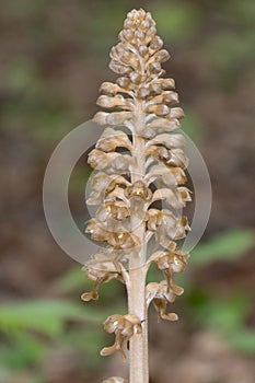 Neottia nidus-avis, the bird`s-nest orchid