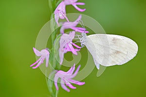 Neottianthe Cucullata, Hoodshaped Orchid, pink flower in nature with butterfly. Flowering European terrestrial wild orchid in natu