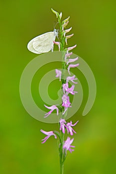 Neottianthe Cucullata, Hoodshaped Orchid, pink flower in nature forest habitat. Flowering European terrestrial wild orchid in