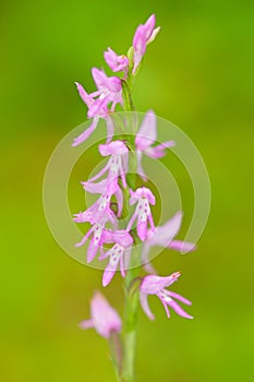 Neottianthe Cucullata, Hoodshaped Orchid, pink flower in nature forest habitat. Flowering European terrestrial wild orchid in