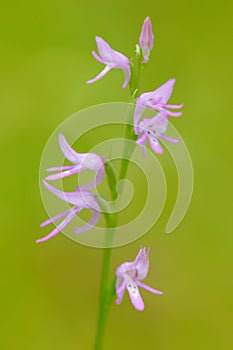 Neottianthe Cucullata, Hoodshaped Orchid, pink flower in nature forest habitat. Flowering European terrestrial wild orchid in natu