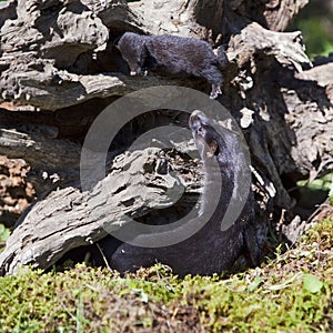 Neovison vison American Mink and baby