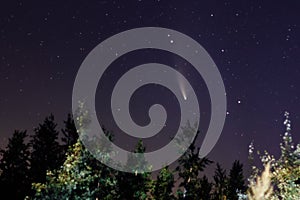 Neowise comet C/2020 F3 above night forest