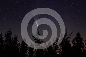 Neowise comet C/2020 F3 above night forest