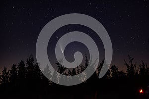 Neowise comet C 2020 F3 above night forest