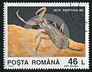 Nepa anophthalma