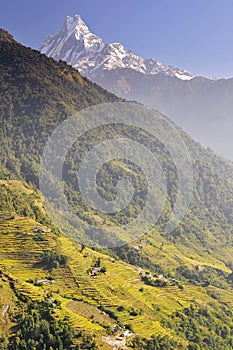 Nepal, Annapurna Conservation Area, Terraced fields and Machapuchare or Machhapuchhre Fish Tail, mountain in the Annapurna Himal