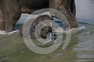 The Asian elephant Elephas maximus, also called Asiatic elephant, is the only living species of the genus Elephas and is distrib