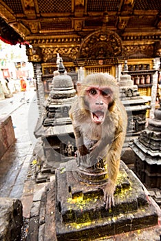 Nepal. Buddha temple. The angry monkey screams