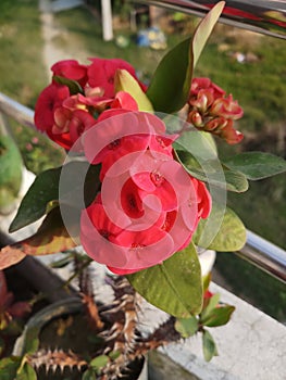 Nepal captus flower red  color photo