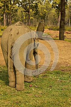 Nepal, Chitwan National Park, the center for elephants