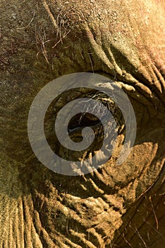 Nepal, Chitwan National Park, the center for elephants