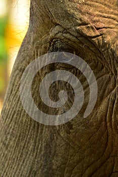 Nepal, Chitwan National Park, the center for elephants