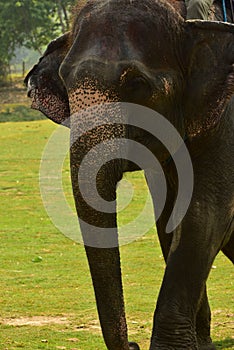 Nepal, Chitwan National Park, the center for elephants