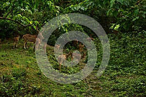 Nepal, Chitwan National Park. herd of deer