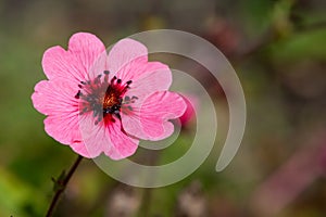 Nepal cinquefoil (potentilla nepalensis) flower