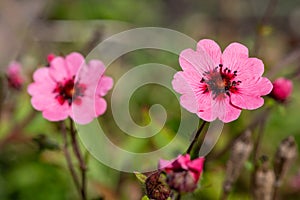 Nepal cinquefoil (potentilla nepalensis) flowers