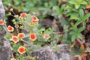 Nepal cinquefoil, Potentilla nepalensis Miss Willmott, flowering in rock garden
