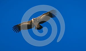 Nepal - Hawk spreading wings high on the sky