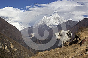 Nepal, the Himalayas, the Everest region. A shaggy Yak stands against a mountain landscape. Behind you can see mount AMA Dablam -