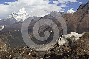 Nepal, the Himalayas, the Everest region. A shaggy Yak stands against a mountain landscape. Behind you can see mount AMA Dablam -