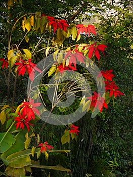 Nepal Himalayas Forest Poinsettia Flowers