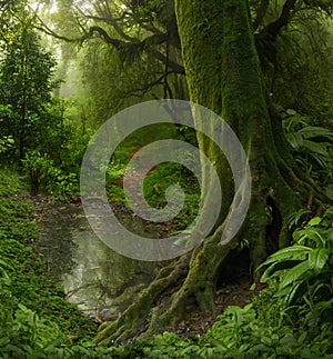 Nepal Jungle