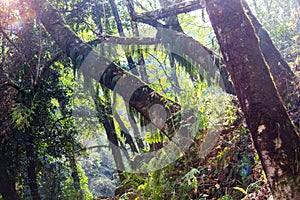 Nepal jungle