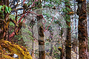 Nepal jungle