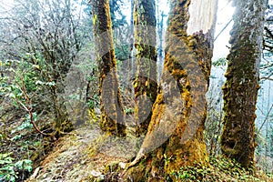 Nepal jungle