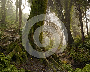 Nepal jungle