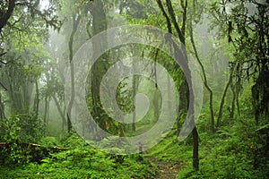 Nepal Jungle