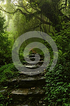 Nepal jungle