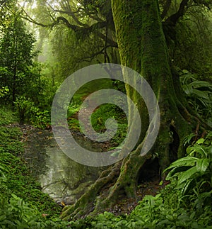 Nepal Jungle photo
