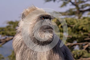 Nepal Sacred Langur - Semnopithecus schistaceus, beautiful popular primate with grey fur endemic in Himalayas