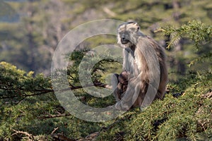 Nepal Sacred Langur - Semnopithecus schistaceus, beautiful popular primate with grey fur endemic in Himalayas
