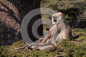 Nepal Sacred Langur - Semnopithecus schistaceus, beautiful popular primate with grey fur endemic in Himalayas