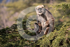 Nepal Sacred Langur - Semnopithecus schistaceus, beautiful popular primate with grey fur endemic in Himalayas