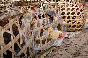 Nepalese chicken in wooden cages