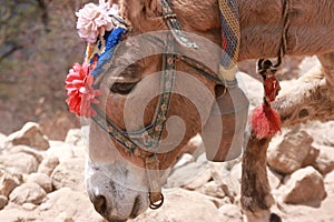 Nepalese Donkey on Everest Base Camp Trek