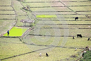 Nepalese Farmer near Gaindakot, Nepal