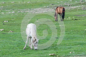 Nepalese horses graze at uphill pasture near the nomad camp