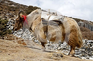 Nepalese long-haired yak,Himalaya mountains