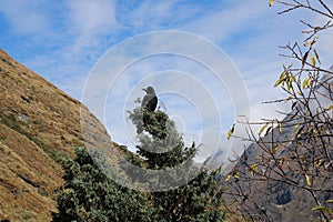 Nepalese Mountain Bird